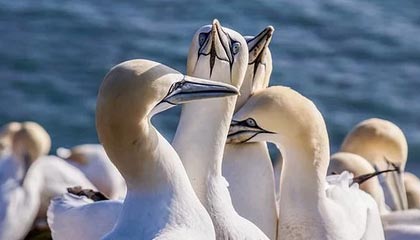 开云 官网 入口-《CS_GO》教练离职：战术风格变化与团队影响，csgo教练是干什么的