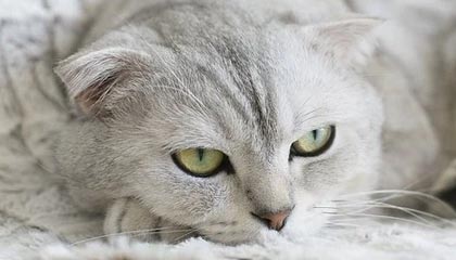 开云APP-WRC未来技术：自动驾驶与AI如何改变赛事，自动驾驶 比赛