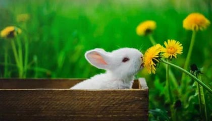 开云体育网页版入口-【明星比拼】丁俊晖与奥沙利文的经典对决集锦，丁俊晖vs奥沙利文搞笑